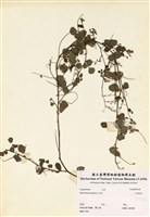 藏品(小葉括根)的圖片